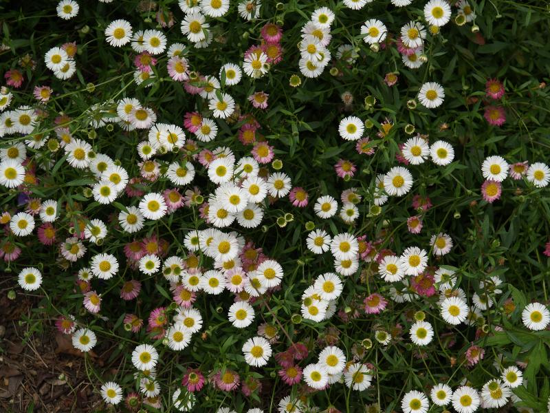 Cambridge, England: Botanic Garden: Daisy (Latin American, Mexican) fleabane (Erigeron karvinskianus)