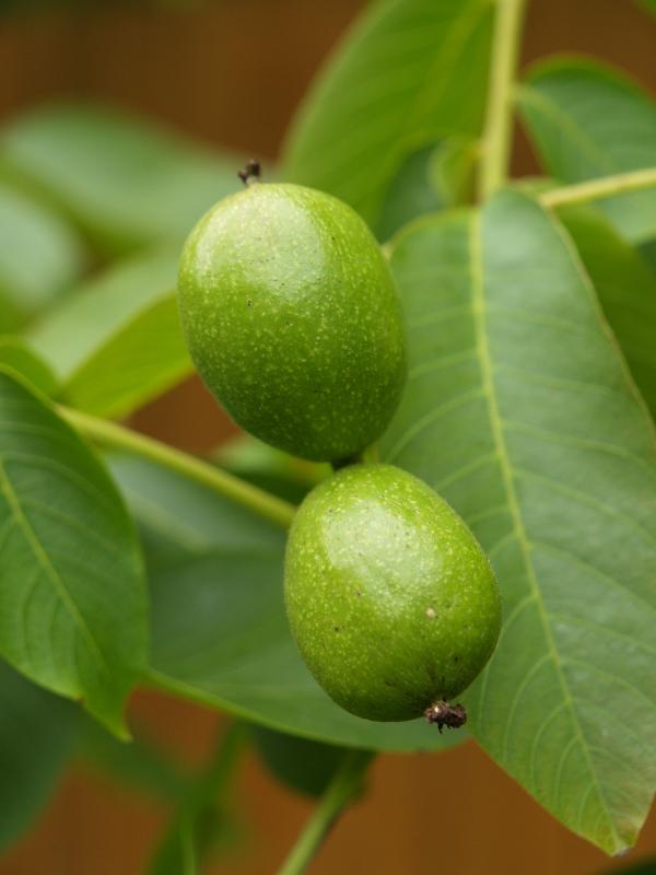 Cambridge, England: Roseford Road: young walnut (Juglans) fruits