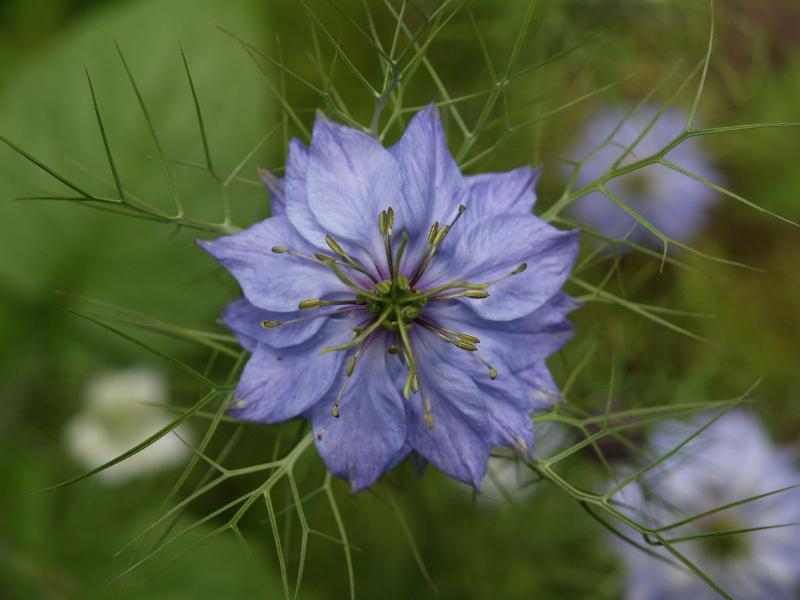 Cambridge, England: Roseford Road: Love-in-a-mist (Nigella damascena)