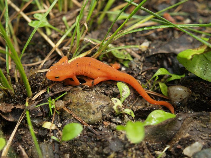 Plainfield, Massachusetts (MA): Lincoln Hill (Lincoln Street): orange salamander
