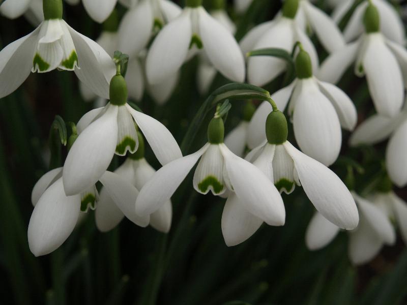 Cambridge, England: Botanic Garden: Snowdrops (Galanthus 'S. Arnott')