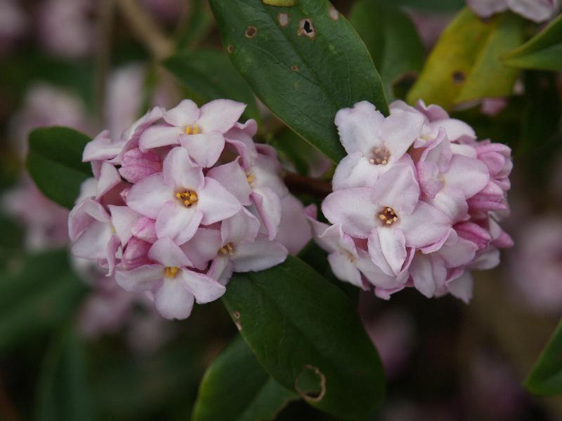 Cambridge, England: Botanic Garden: Daphne bholua 'Jacqueline Postill'