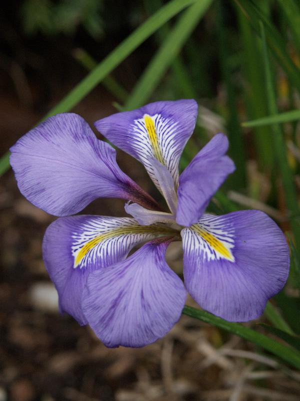 Cambridge, England: Botanic Garden: Iris unguicularis