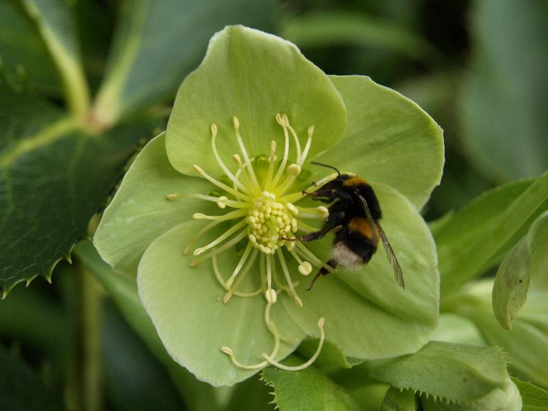 Cambridge, England: Botanic Garden: Hellebore (Helleborus) (green-flowered, with bee)