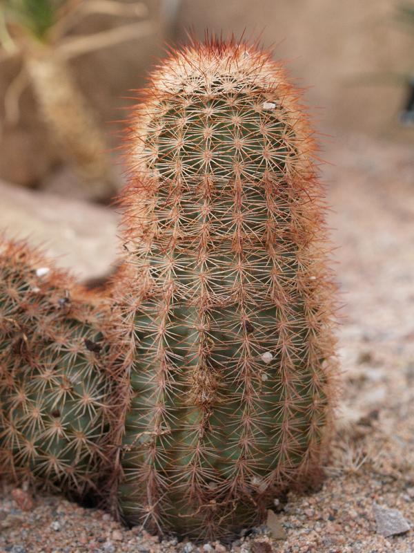 Cambridge, England: Botanic Garden: Golden Rainbow Hedgehog Cactus (Echinocereus dasyacanthus)