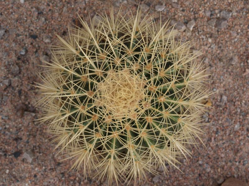 Cambridge, England: Botanic Garden: Golden Barrel Cactus (Echinocactus grusonii)