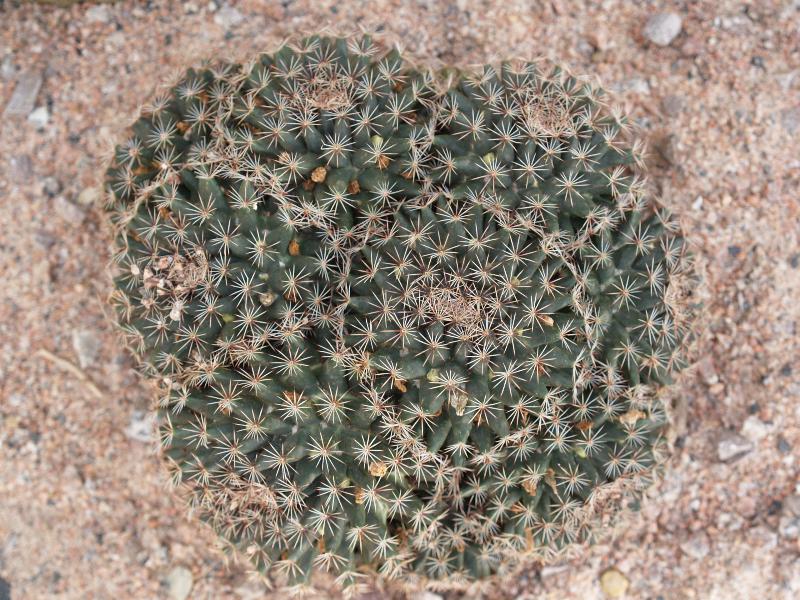 Cambridge, England: Botanic Garden: Ball cactus (Mammillaria heyderi var. hemisphaerica)