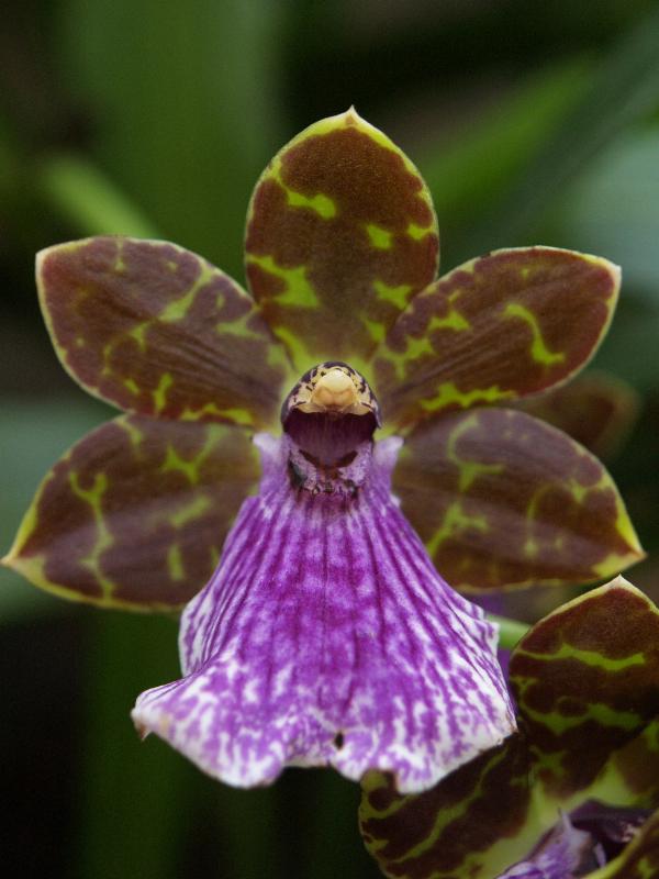 Cambridge, England: Botanic Garden: Orchid (Zygopetalum Elder Park)