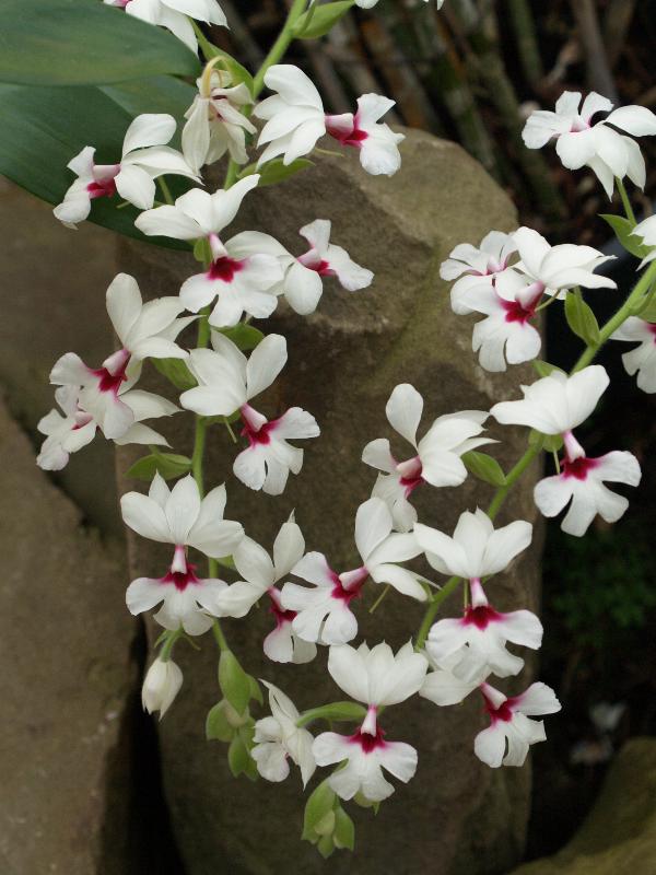 Cambridge, England: Botanic Garden: Orchid (Calanthe x sedenii)
