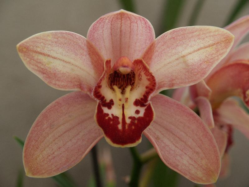 Cambridge, England: Botanic Garden: Orchid (Cymbidium 'Loch Heilen')