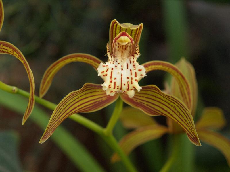 Cambridge, England: Botanic Garden: Orchid (Cymbidium tracyanum)