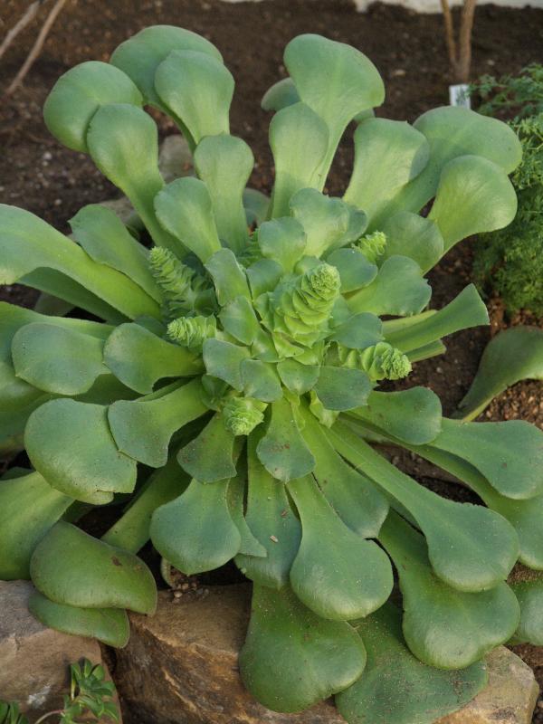 Cambridge, England: Botanic Garden: Aeonium subplanum