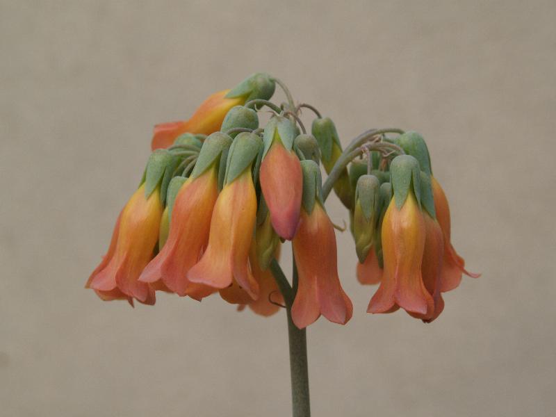 Cambridge, England: Botanic Garden: Kalanchoe tubiflora (Harv.) Hamet