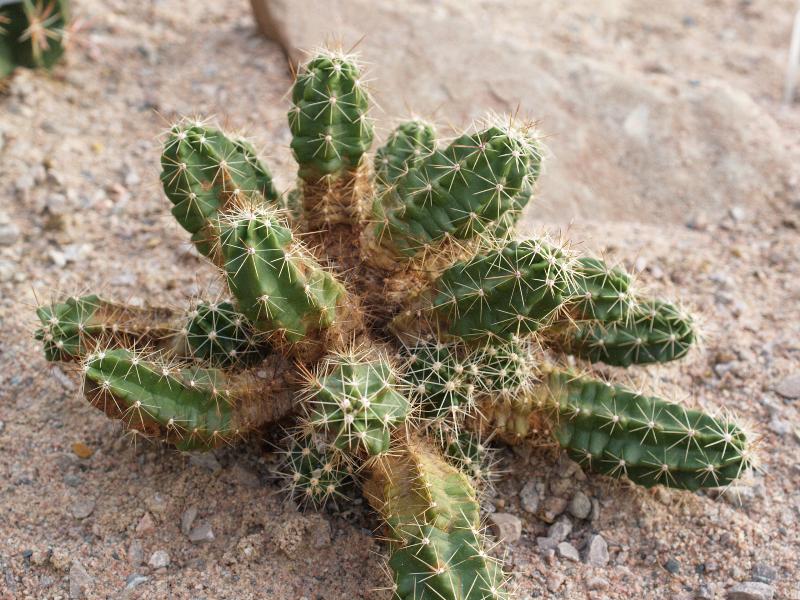 Cambridge, England: Botanic Garden: Echinocereus cinerascens
