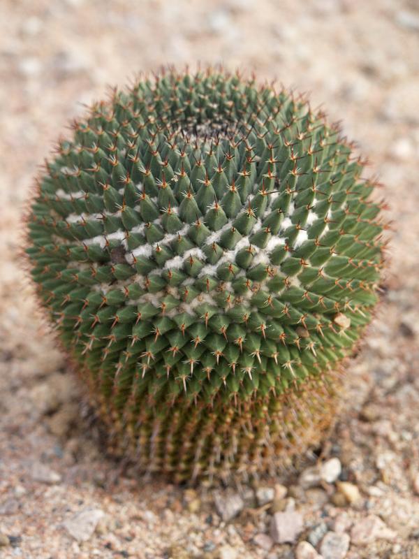 Cambridge, England: Botanic Garden: Sheldon's Pincushion (Mammillaria sheldonii)