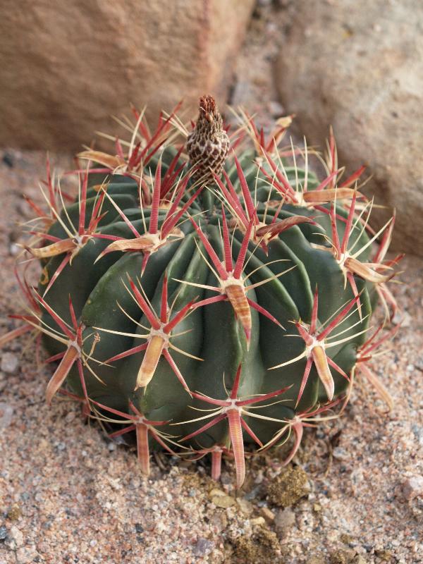 Cambridge, England: Botanic Garden: Pochas (Ferocactus latispinus)