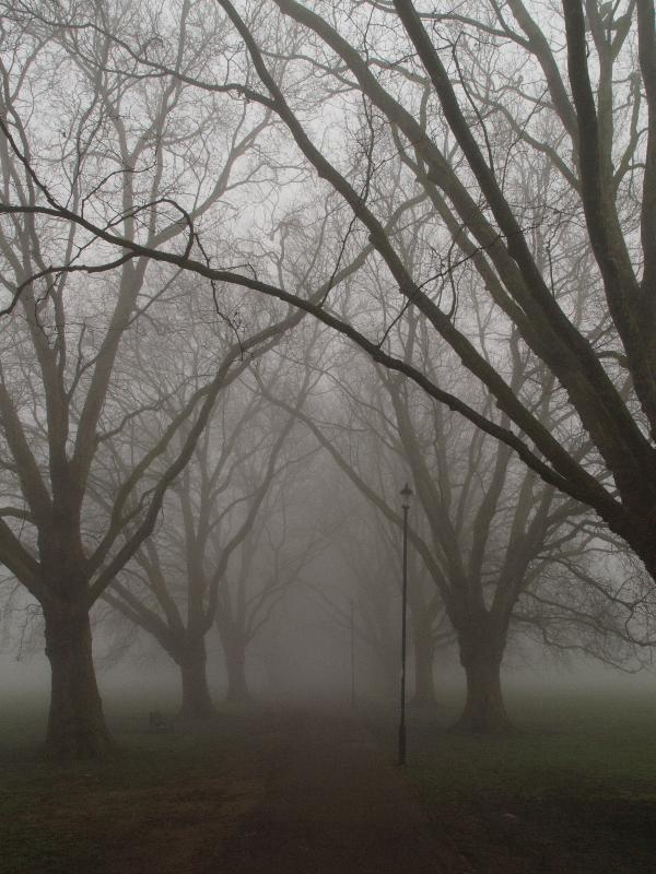 Cambridge, England: Jesus Green: Plane trees (Platanus) in heavy fog