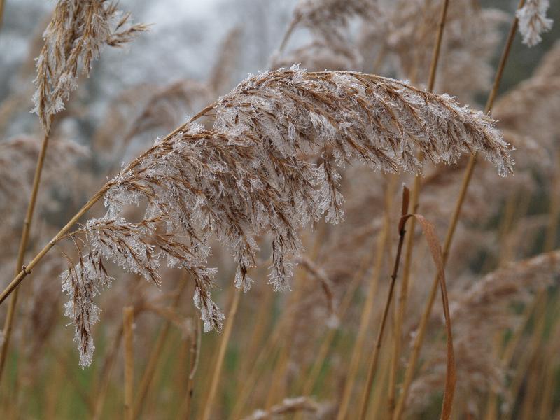 Cambridge, England: Botanic Garden: Common Reed (Phragmites australis), frozen head