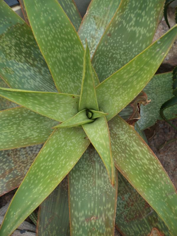 Cambridge, England: Botanic Garden: Aloe bhurii leaves