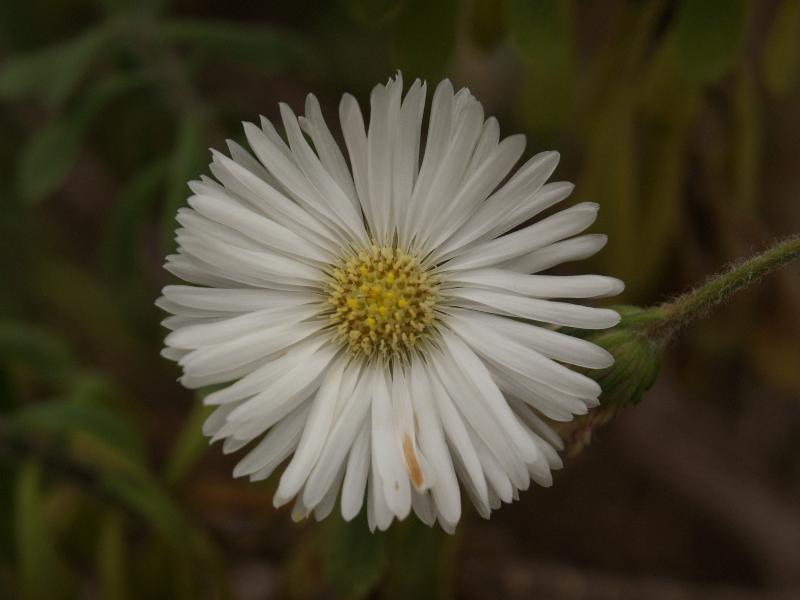Cambridge, England: Botanic Garden: Scrubwood (Commidendrum rugosum)