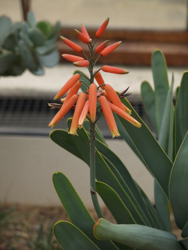 Cambridge, England: Botanic Garden: Fan Aloe (Aloe plicatilis) flowers