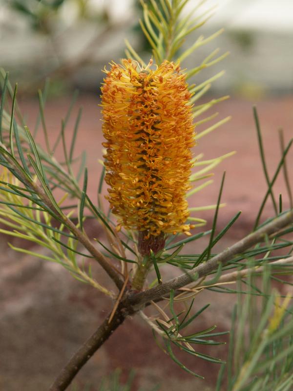 Cambridge, England: Botanic Garden: Banksia 'Giant Candle'
