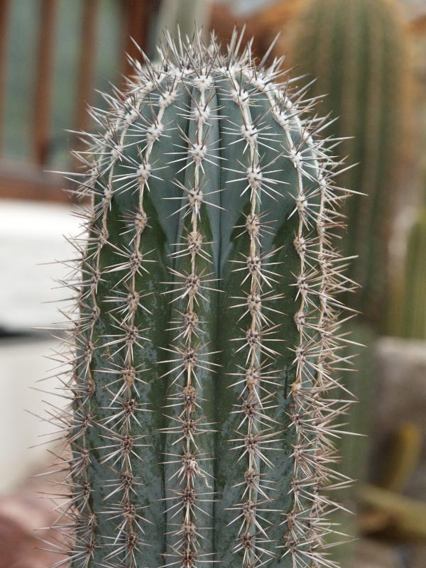 Cambridge, England: Botanic Garden: Cardon Cactus (Pachycereus pringlei)