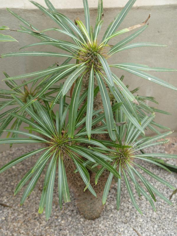 Cambridge, England: Botanic Garden: Madagascar Palm (Pachypodium lamerei var. lamerei)