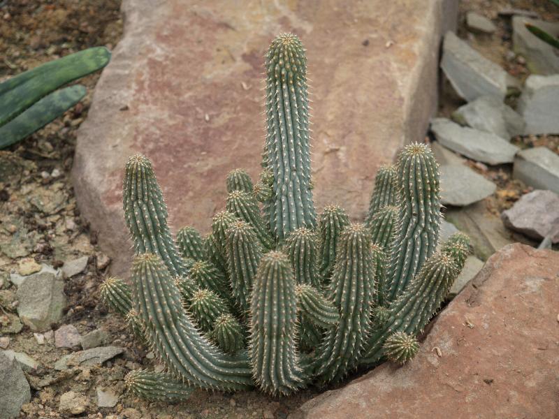 Cambridge, England: Botanic Garden: Hoodia gordonii