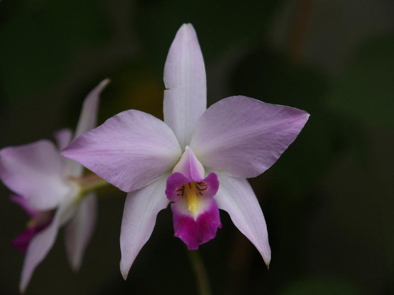 Cambridge, England: Botanic Garden: Orchid (Laelia anceps var. veitchiana x self)