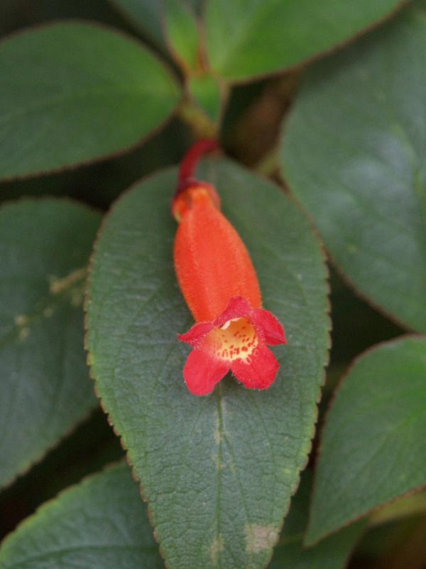 Cambridge, England: Botanic Garden: Woolly-flowered tree gloxinia (Kohleria eriantha)