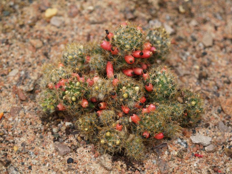Cambridge, England: Botanic Garden: Little Candles (Mammillaria prolifera)