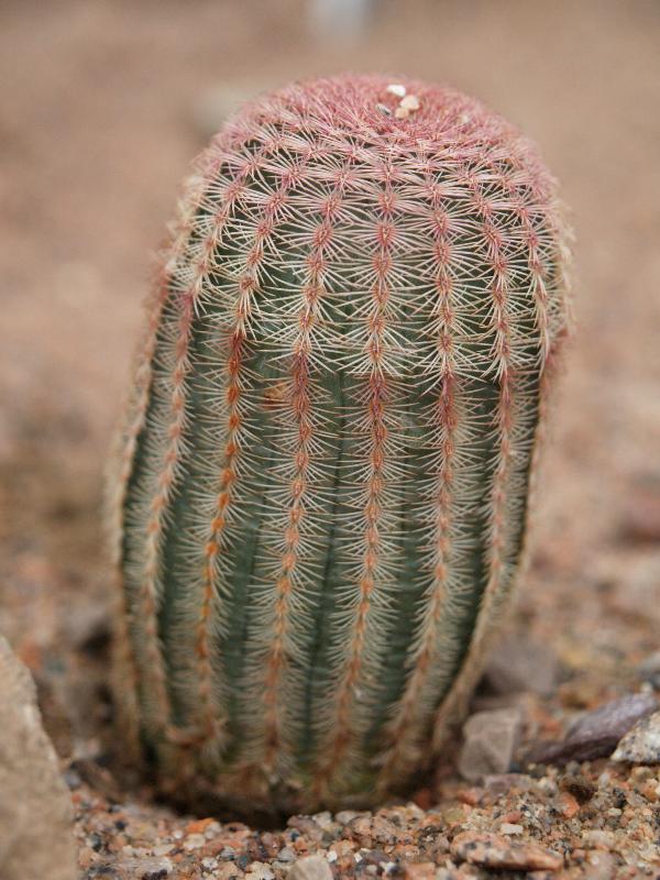 Cambridge, England: Botanic Garden: Comb Hedgehog Cactus (Echinocereus pectinatus)