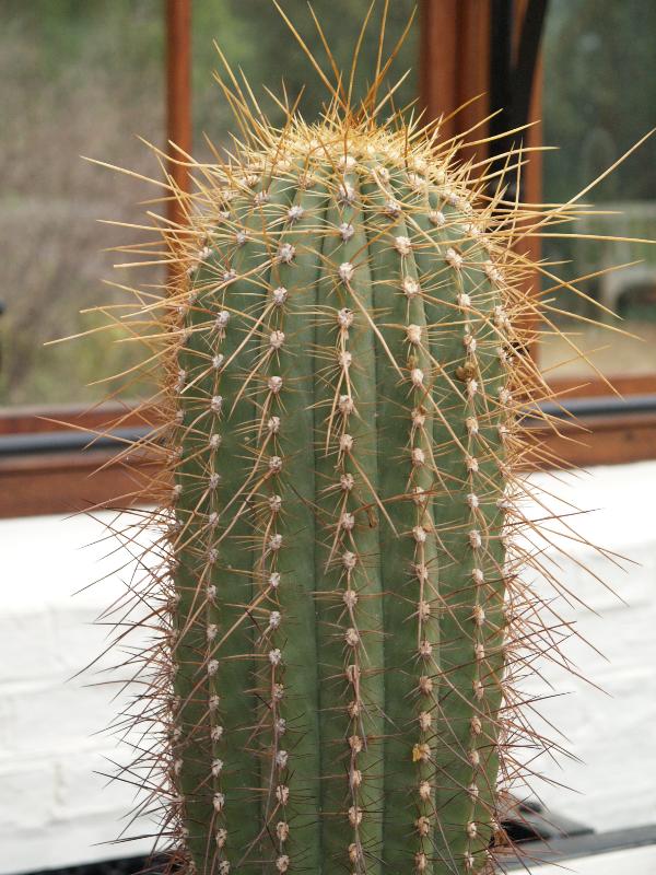 Cambridge, England: Botanic Garden: Helianthocereus pasacana