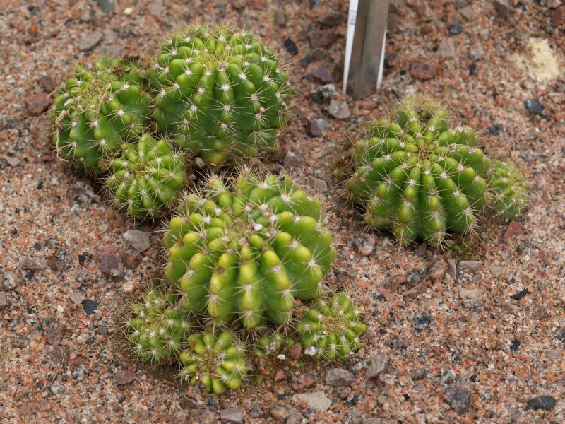 Cambridge, England: Botanic Garden: Echinopsis calochlora