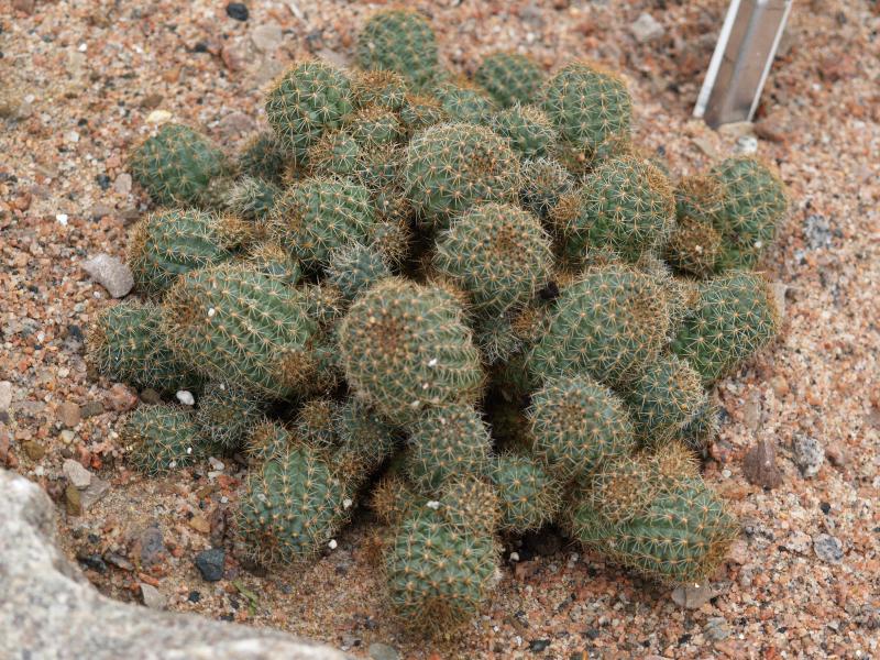 Cambridge, England: Botanic Garden: Rebutia spegazziniana