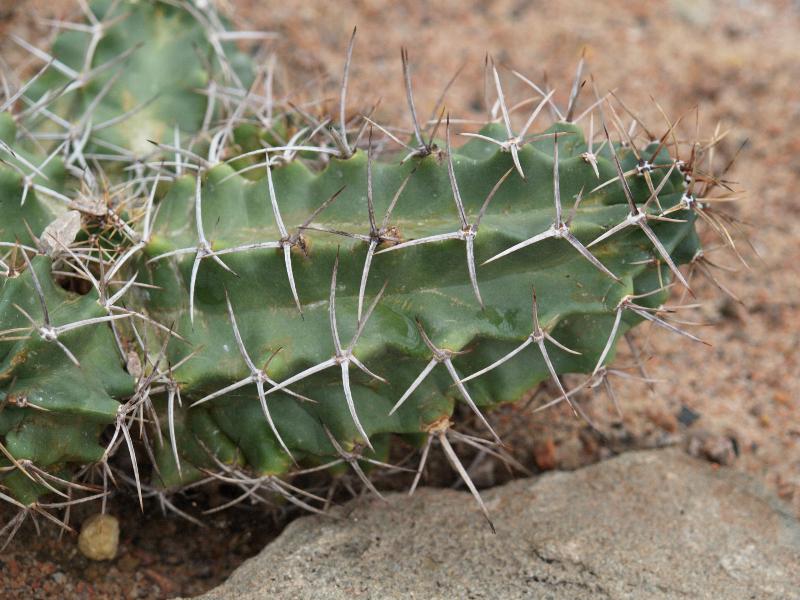 Cambridge, England: Botanic Garden: Claret-Cup (or Strawberry) Cactus (Echinocereus triglochidiatus)