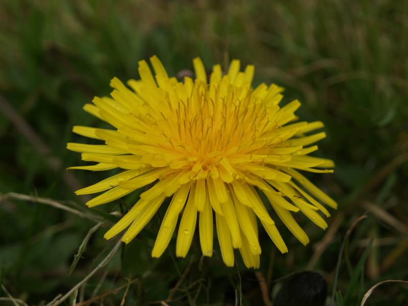 Cambridge, England: Roseford Road: dandelion