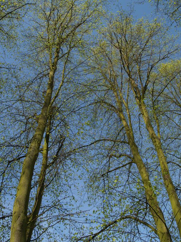 Cambridge, England: Trinity College: Lime (Tilia) trees with new leaves, along The Avenue