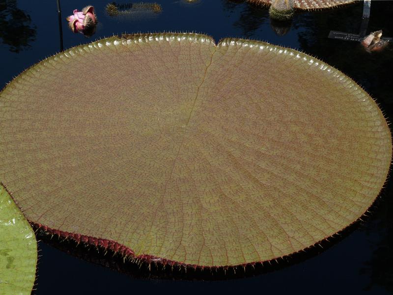 Kennett Square, Pennsylvania (PA): Longwood Gardens: Conservatory, large waterplatter