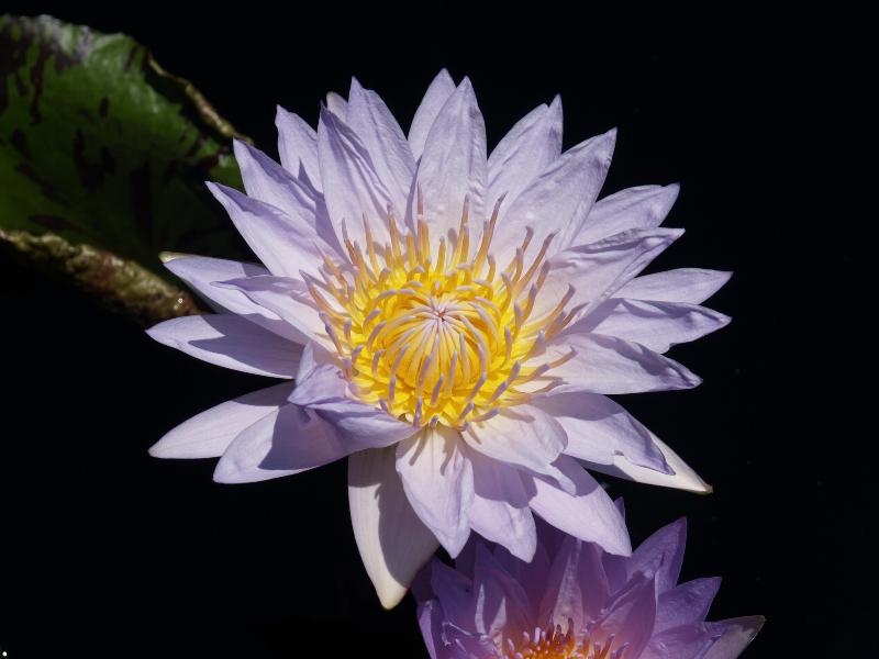 Kennett Square, Pennsylvania (PA): Longwood Gardens: Conservatory, water lily