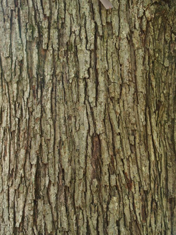 Media, Pennsylvania (PA): Tyler Aboretum: Red Maple (Acer rubrum) bark