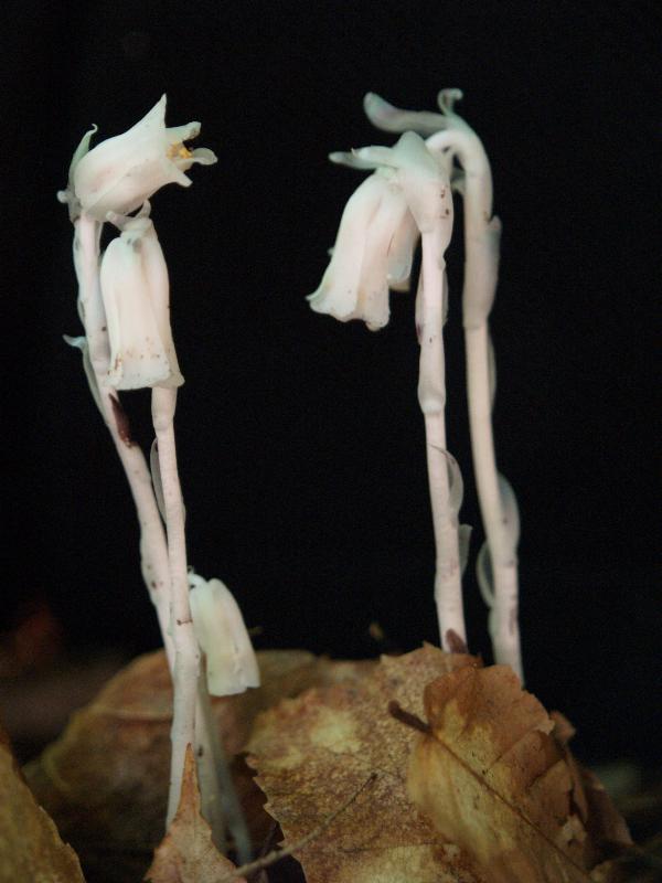 Plainfield, Massachusetts (MA): River Road: Indian Pipe (Ghost Plant, Corpse Plant) (Monotropa uniflora)