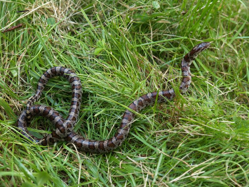 Plainfield, Massachusetts (MA): Lincoln Hill (Lincoln Street): Eastern Milk Snake (Lampropeltis triangulum triangulum)
