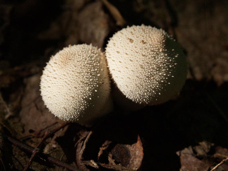 Hadley, Massachusetts (MA): Joseph Allen Skinner State Park: mushroom with lots of small bumps