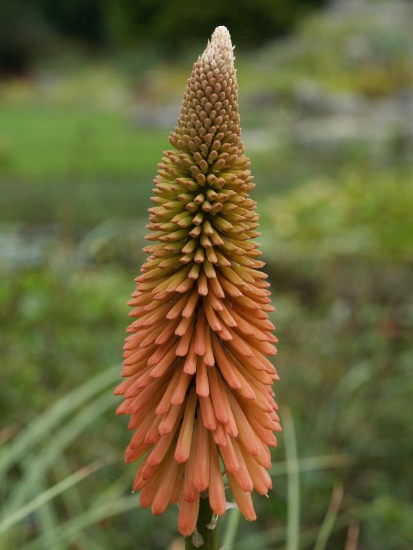 Cambridge, England: Botanic Garden: Kniphofia ensifolia ssp. Ensifolia