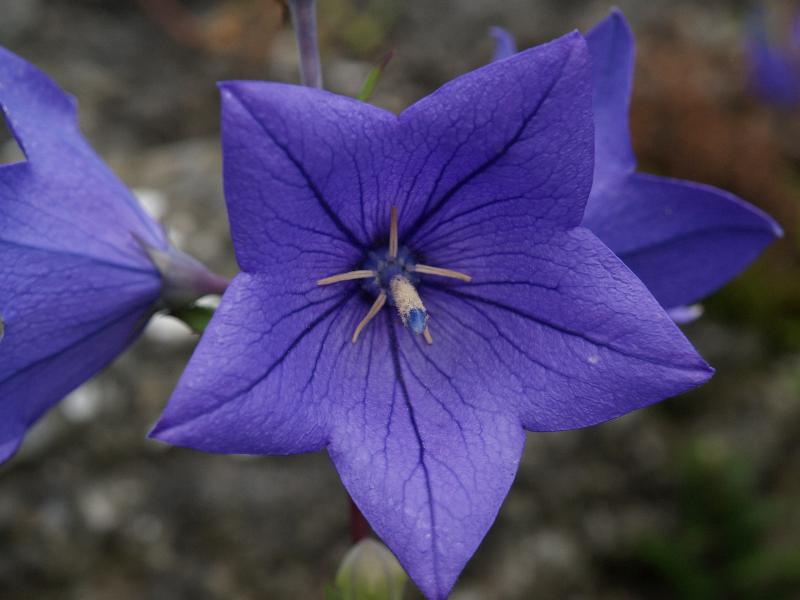 Cambridge, England: Botanic Garden: Balloon flower (Platycodon grandiflorus)