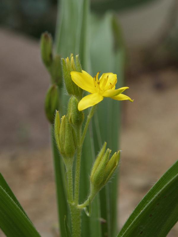 Cambridge, England: Botanic Garden: African potato (Hypoxis rooperi)