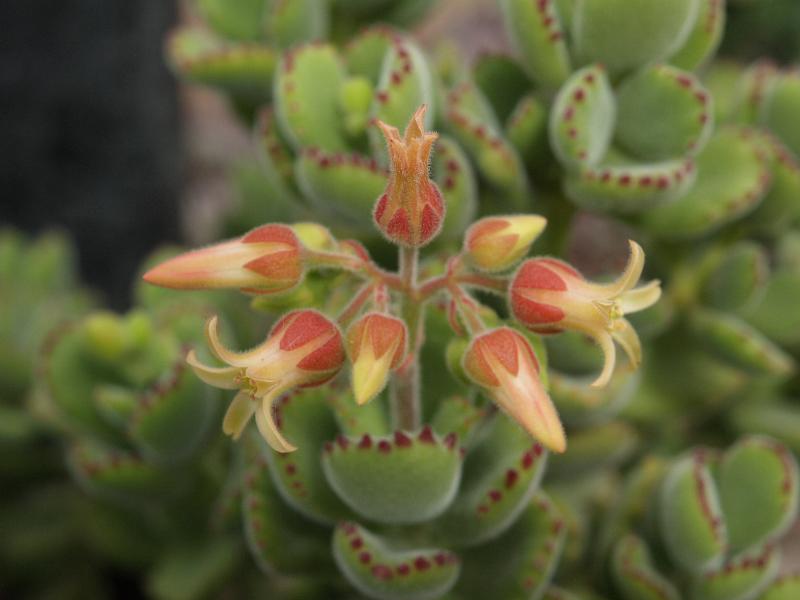 Cambridge, England: Botanic Garden: Bear's Paw (Cotyledon tomentosa ladysmithiensis)