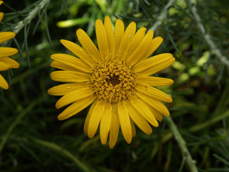 Cambridge, England: Botanic Garden: Heterolepis aliena